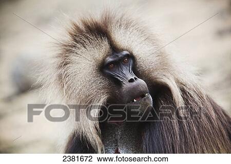 Gelada baboon (Theropithecus gelada) in the Simien mountains; Ethiopia View Large Photo Image Stock Image - Gelada baboon (Theropithecus gelada) in the Simien mountains; Ethiopia. Fotosearch