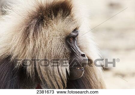 Gelada baboon (Theropithecus gelada) in the Simien mountains; Ethiopia View Large Photo Image Stock Image - Gelada baboon (Theropithecus gelada) in the Simien mountains; Ethiopia. Fotosearch