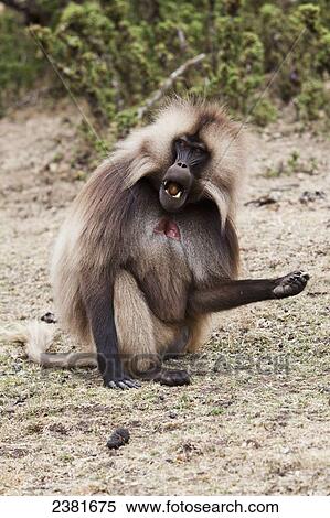 Gelada baboon (Theropithecus gelada) in the Simien mountains; Ethiopia View Large Photo Image Stock Photography - Gelada baboon (Theropithecus gelada) in the Simien mountains; Ethiopia. Fotosearch