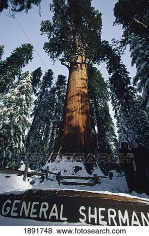 Stock Photo - General Sherman Tree. Fotosearch