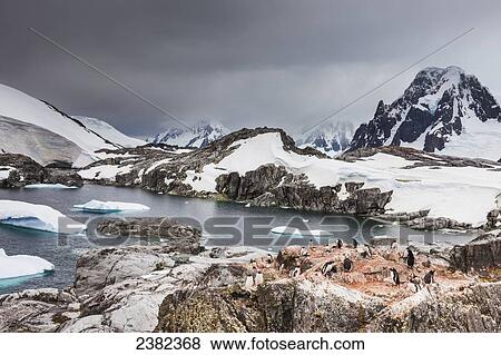 Gentoo penguins (Pygoscelis papua) and icebergs off the shore of Peterman Island; Antarctica View Large Photo Image Stock Photo - Gentoo penguins (Pygoscelis papua) and icebergs off the shore of Peterman Island; Antarctica. Fotosearch
