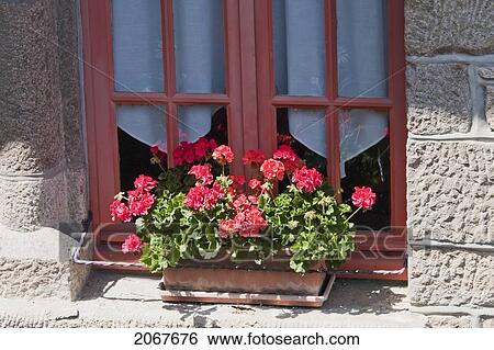 Stock Photograph - Geraniums In A Flower Box By A Window, Mont Saint-Michel, France. Fotosearch