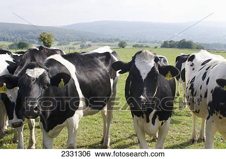 Germany, Cows grazing on meadow; Niederkaufungen View Large Photo Image Stock Photograph - Germany, Cows grazing on meadow; Niederkaufungen. Fotosearch