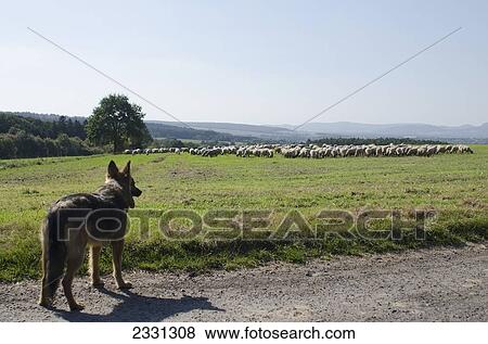 Stock Photo - Germany, German shepherd dog watching flock of sheep; Kaufungen. Fotosearch