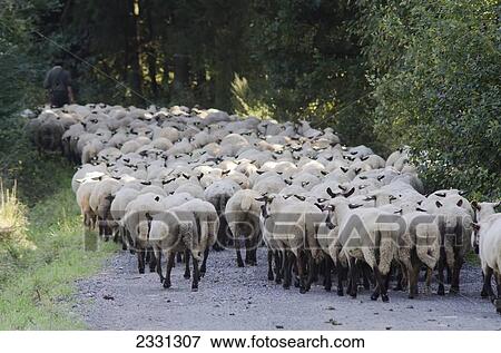 Germany, Shepherd with his herd of sheep; Kaufungen View Large Photo Image Stock Photo - Germany, Shepherd with his herd of sheep; Kaufungen. Fotosearch
