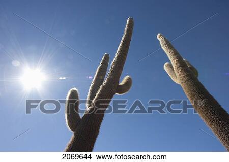 Picture - Giant Cacti (Trichocereus Pasacana) On Incahuasi Island (Isla De Pescadores) In The Salar De Uyuni, Potosi Department, Bolivia. Fotosearch