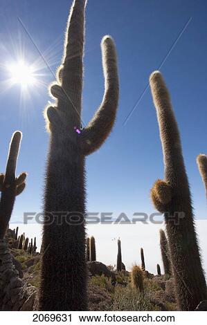 Stock Image - Giant Cacti (Trichocereus Pasacana) On Incahuasi Island (Isla De Pescadores) In The Salar De Uyuni, Potosi Department, Bolivia. Fotosearch