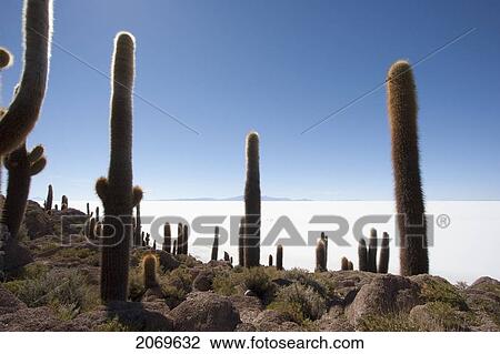 Stock Image - Giant Cacti (Trichocereus Pasacana) On Incahuasi Island (Isla De Pescadores) In The Salar De Uyuni, Potosi Department, Bolivia. Fotosearch