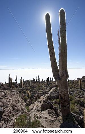 Giant Cacti (Trichocereus Pasacana) On Incahuasi Island (Isla De Pescadores) In The Salar De Uyuni, Potosi Department, Bolivia View Large Photo Image Stock Image - Giant Cacti (Trichocereus Pasacana) On Incahuasi Island (Isla De Pescadores) In The Salar De Uyuni, Potosi Department, Bolivia. Fotosearch