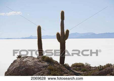 Stock Photo - Giant Cacti (Trichocereus Pasacana) On Incahuasi Island (Isla De Pescadores) In The Salar De Uyuni, Potosi Department, Bolivia. Fotosearch