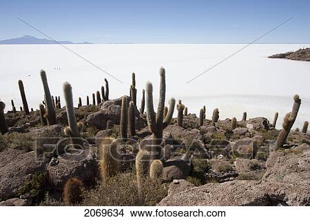 Giant Cacti (Trichocereus Pasacana) Cover Incahuasi Island (Isla De Pescadores) In The Salar De Uyuni, Potosi Department, Bolivia View Large Photo Image Picture - Giant Cacti (Trichocereus Pasacana) Cover Incahuasi Island (Isla De Pescadores) In The Salar De Uyuni, Potosi Department, Bolivia. Fotosearch