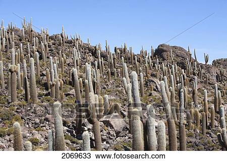 Stock Image - Giant Cacti (Trichocereus Pasacana) Cover Incahuasi Island (Isla De Pescadores) In The Salar De Uyuni, Potosi Department, Bolivia. Fotosearch