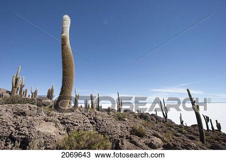 Stock Image - Giant Cacti (Trichocereus Pasacana) Cover Incahuasi Island (Isla De Pescadores) In The Salar De Uyuni, Potosi Department, Bolivia. Fotosearch