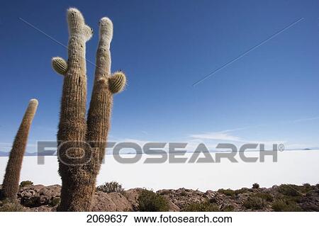 Stock Photo - Giant Cacti (Trichocereus Pasacana) Cover Incahuasi Island (Isla De Pescadores) In The Salar De Uyuni, Potosi Department, Bolivia. Fotosearch