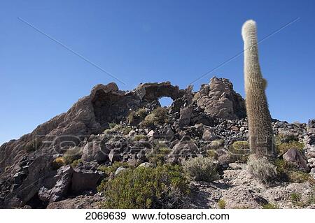 Giant Cacti (Trichocereus Pasacana) Cover Incahuasi Island (Isla De Pescadores) In The Salar De Uyuni, Potosi Department, Bolivia View Large Photo Image Stock Photo - Giant Cacti (Trichocereus Pasacana) Cover Incahuasi Island (Isla De Pescadores) In The Salar De Uyuni, Potosi Department, Bolivia. Fotosearch