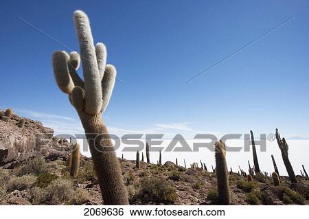 Stock Photograph - Giant Cacti (Trichocereus Pasacana) Cover Incahuasi Island (Isla De Pescadores) In The Salar De Uyuni, Potosi Department, Bolivia. Fotosearch