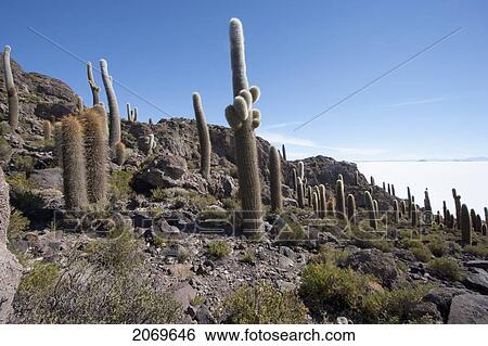 Giant Cacti (Trichocereus Pasacana) Cover Incahuasi Island (Isla De Pescadores) In The Salar De Uyuni, Potosi Department, Bolivia View Large Photo Image Stock Photograph - Giant Cacti (Trichocereus Pasacana) Cover Incahuasi Island (Isla De Pescadores) In The Salar De Uyuni, Potosi Department, Bolivia. Fotosearch