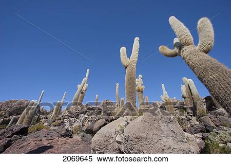 Stock Photography - Giant Cacti (Trichocereus Pasacana) Cover Incahuasi Island (Isla De Pescadores) In The Salar De Uyuni, Potosi Department, Bolivia. Fotosearch