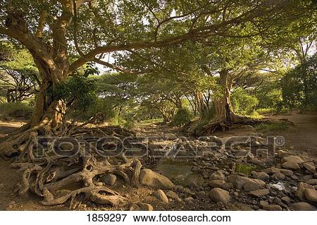 Giant Fig Trees, Ewaso Rongai Valley, Northern Kenya, Africa View Large Photo Image Stock Photo - Giant Fig Trees, Ewaso Rongai Valley, Northern Kenya, Africa. Fotosearch