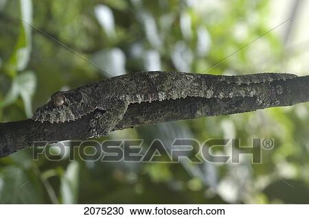 Stock Image - Giant Leaf-Tailed Gecko (Uroplatus Fimbriatus), Marozevo, Toamasina Province, Madagascar. Fotosearch