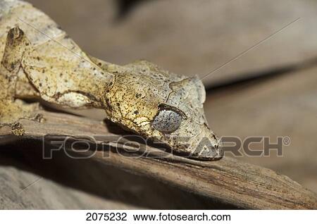 Stock Image - Giant Leaf-Tailed Gecko (Uroplatus Fimbriatus), Marozevo, Toamasina Province, Madagascar. Fotosearch