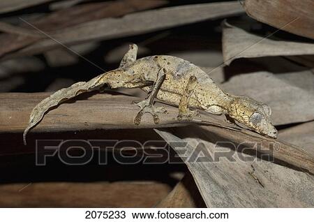 Stock Image - Giant Leaf-Tailed Gecko (Uroplatus Fimbriatus), Marozevo, Toamasina Province, Madagascar. Fotosearch