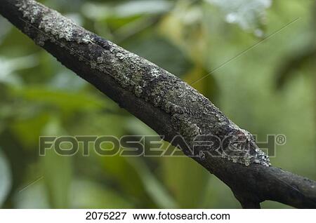 Stock Photo - Giant Leaf-Tailed Gecko (Uroplatus Fimbriatus), Marozevo, Toamasina Province, Madagascar. Fotosearch