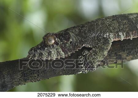 Stock Photo - Giant Leaf-Tailed Gecko (Uroplatus Fimbriatus), Marozevo, Toamasina Province, Madagascar. Fotosearch