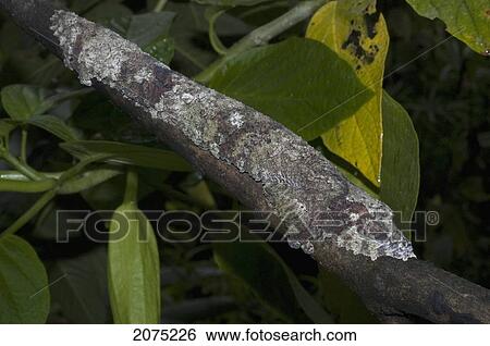 Stock Photograph - Giant Leaf-Tailed Gecko (Uroplatus Fimbriatus), Marozevo, Toamasina Province, Madagascar. Fotosearch