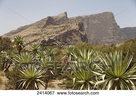 Giant lobelia (Lobelia giberroa), Chennak, Simien Mountains National Park; Asmara region, Ethiopia View Large Photo Image Stock Photo - Giant lobelia (Lobelia giberroa), Chennak, Simien Mountains National Park; Asmara region, Ethiopia. Fotosearch
