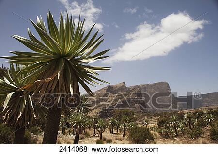 Stock Photo - Giant lobelia (Lobelia giberroa), Chennak, Simien Mountains National Park; Asmara region, Ethiopia. Fotosearch