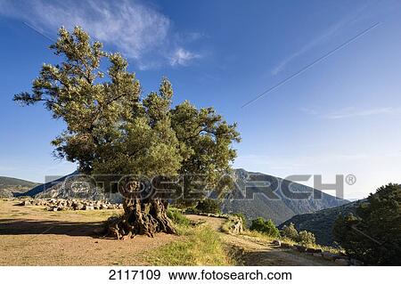 Stock Photo - Giant Olive Tree; Delphi Greece. Fotosearch