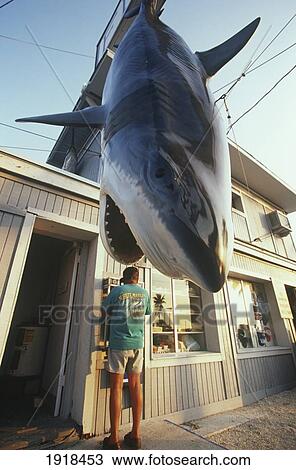 Giant Shark, Key West View Large Photo Image Stock Image - Giant Shark, Key West. Fotosearch