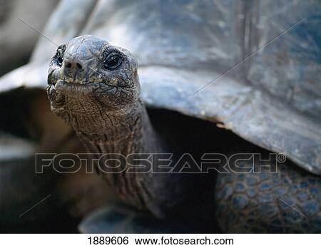Stock Photograph - Giant Tortoise, Close Up. Fotosearch