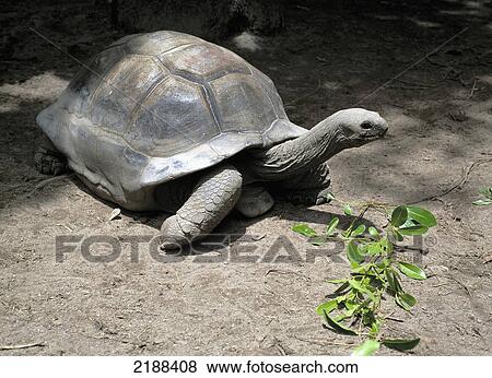 Giant Tortoise. L'union Estate, La Digue, Seychelles. View Large Photo Image Stock Photo - Giant Tortoise. L'union Estate, La Digue, Seychelles.. Fotosearch