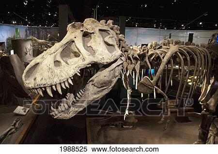 Giganotosaurus, Royal Tyrell Museum, Drumheller, Alberta, Canada View Large Photo Image Stock Photography - Giganotosaurus, Royal Tyrell Museum, Drumheller, Alberta, Canada. Fotosearch