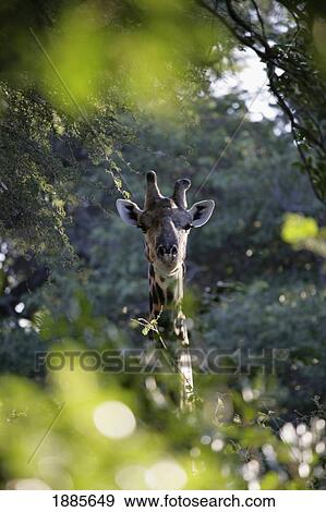 Stock Photo - Giraffe As Seen Looking Through Trees, Namibia. Fotosearch