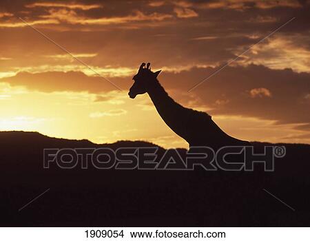 Giraffe At Dawn In Maasai (Masai) Mara Game Reserve, Kenya View Large Photo Image Picture - Giraffe At Dawn In Maasai (Masai) Mara Game Reserve, Kenya. Fotosearch