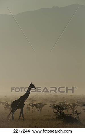 Giraffe at dawn, Ol Pejeta Conservancy; Kenya View Large Photo Image Picture - Giraffe at dawn, Ol Pejeta Conservancy; Kenya. Fotosearch