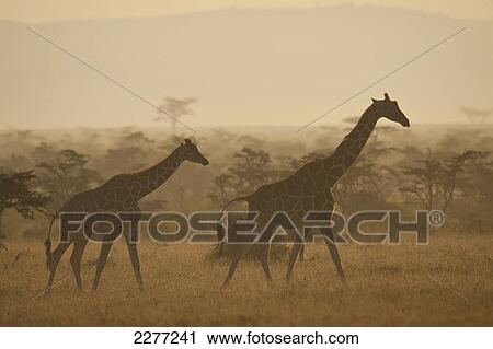 Giraffe at dawn, Ol Pejeta Conservancy; Kenya View Large Photo Image Stock Image - Giraffe at dawn, Ol Pejeta Conservancy; Kenya. Fotosearch