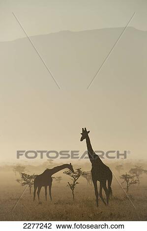 Stock Image - Giraffe at dawn, Ol Pejeta Conservancy; Kenya. Fotosearch