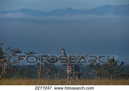 Giraffe at dawn, Ol Pejeta Conservancy; Kenya View Large Photo Image Stock Photo - Giraffe at dawn, Ol Pejeta Conservancy; Kenya. Fotosearch