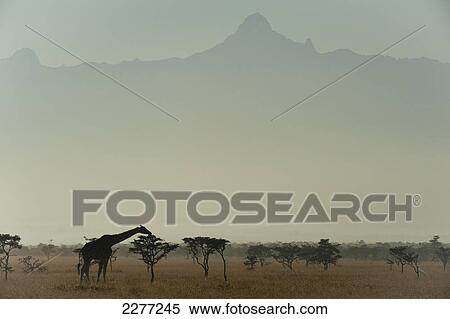 Giraffe at dawn, Ol Pejeta Conservancy; Kenya View Large Photo Image Stock Photography - Giraffe at dawn, Ol Pejeta Conservancy; Kenya. Fotosearch