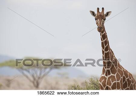 Giraffe (Giraffa Camelopardalis) In Samburu National Reserve; Kenya, Africa View Large Photo Image Stock Image - Giraffe (Giraffa Camelopardalis) In Samburu National Reserve; Kenya, Africa. Fotosearch