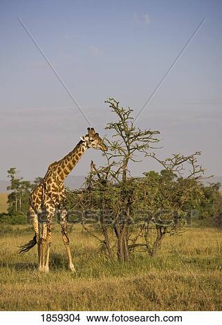 Giraffe Grazing On An Acacia Tree, Masai Mara, Kenya, East Africa View Large Photo Image Picture - Giraffe Grazing On An Acacia Tree, Masai Mara, Kenya, East Africa. Fotosearch