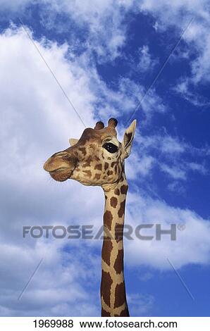 Giraffe Head And Neck Against Blue Sky. View Large Photo Image Stock Photo - Giraffe Head And Neck Against Blue Sky.. Fotosearch
