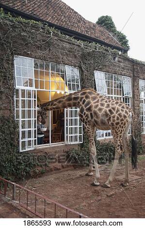 Giraffe Looking Into House; Kenya, Africa View Large Photo Image Stock Image - Giraffe Looking Into House; Kenya, Africa. Fotosearch