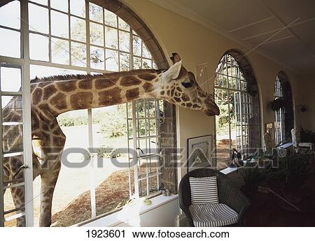 Giraffe Looking Into Living Room View Large Photo Image Stock Image - Giraffe Looking Into Living Room. Fotosearch