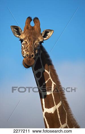 Giraffe, Ol Pejeta Conservancy; Kenya View Large Photo Image Stock Image - Giraffe, Ol Pejeta Conservancy; Kenya. Fotosearch