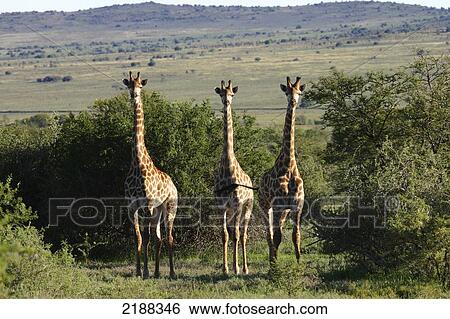 Giraffe sighting on game drive, Samara Private Game Reserve; South Africa View Large Photo Image Stock Photograph - Giraffe sighting on game drive, Samara Private Game Reserve; South Africa. Fotosearch